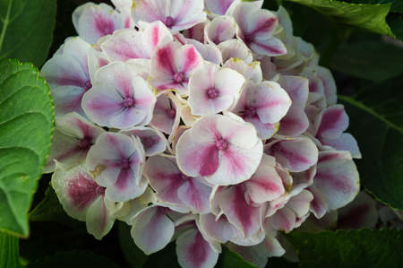 white and pink phlox blooming in garden in summer background