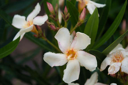 white orleander flower background