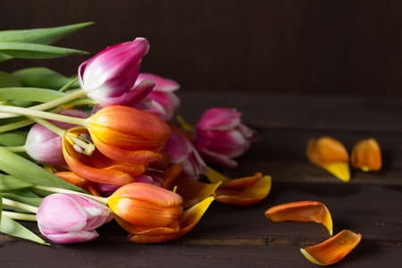 pink and orange colored tulips in front of a dark brown wooden wall backgroundの写真素材