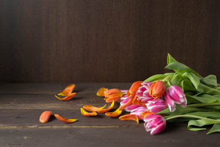 pink and orange colored tulips in front of a dark brown wooden wall backgroundの写真素材