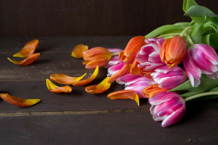 pink and orange colored tulips in front of a dark brown wooden wall backgroundの写真素材
