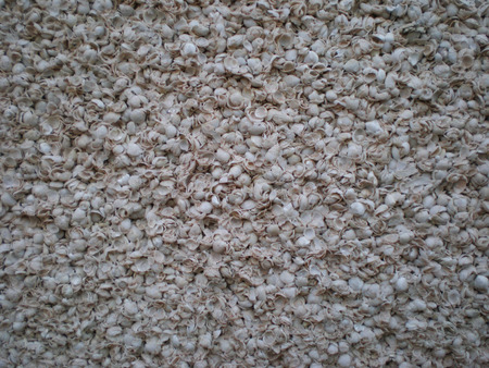 Wall of small shells