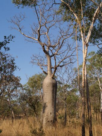 Surroundings of the Mitchell Falls, Western Australia