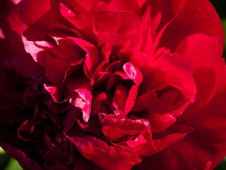 Peonyの写真素材