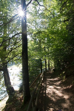 Beautiful footpath in the forest along the lake, the sun breaks through the treesの写真素材