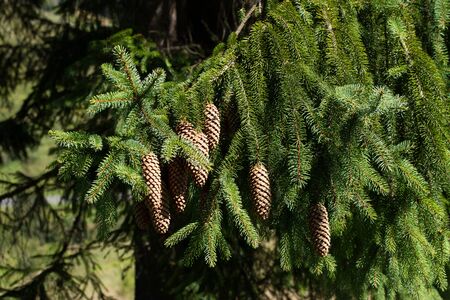 pine cones on a branch. close up, sunny dayの写真素材