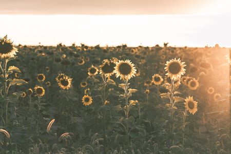 Beautiful sunflower field during the golden hour, bokeh blurred style