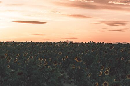 Beautiful sunflower field during the golden hour, bokeh blurred styleの写真素材
