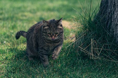 Furry brown and grey kitty is walking in the garden near the house.