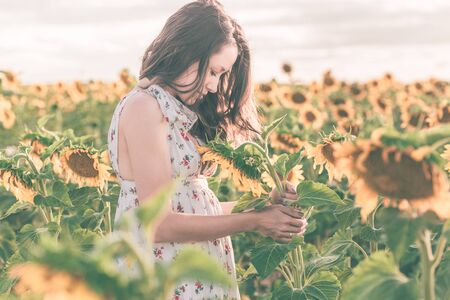 Beautiful lady is walking on sunflower field during the sunset in a summer dress.の写真素材
