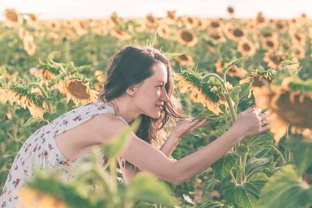 Beautiful lady is walking on sunflower field during the sunset in a summer dress.の写真素材