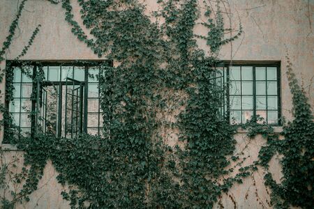 Title: Ivy on the wall of the house. Autumn leaves ivy on the vintage windows. Red, yellow and green...
