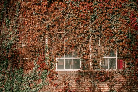 Title: Ivy on the wall of the house. Autumn leaves ivy on the vintage windows. Red, yellow and green...
