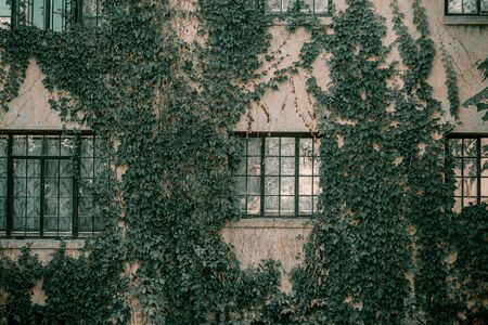 Title: Ivy on the wall of the house. Autumn leaves ivy on the vintage windows. Red, yellow and green leaves.の写真素材