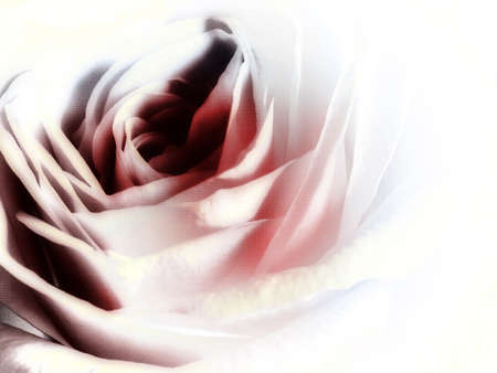 rose on white backgroundの写真素材