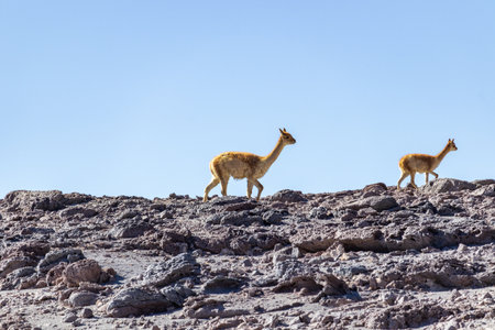 Two VicuÃ±as on Rocky Terrain, in Bolivia.の写真素材