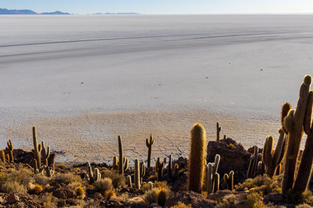 Cacti on Incahuasi island, in the Salar de Uyuni area, Bolivia.の写真素材