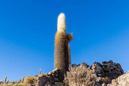 Cactus on Incahuasi island, in the Salar de Uyuni area, Bolivia.の写真素材