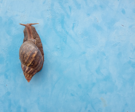 Snail with Cone shaped shell top viewの写真素材