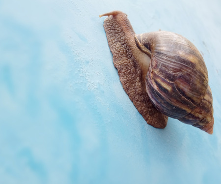 Snail with Cone shaped shellの写真素材