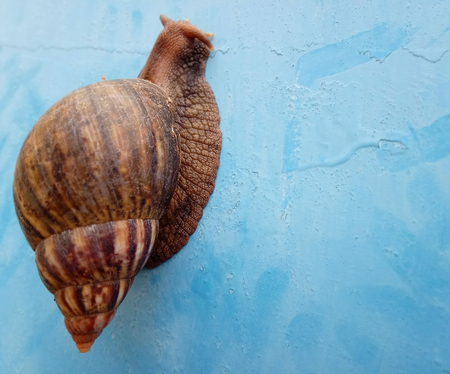 Snail with Cone shaped shellの写真素材