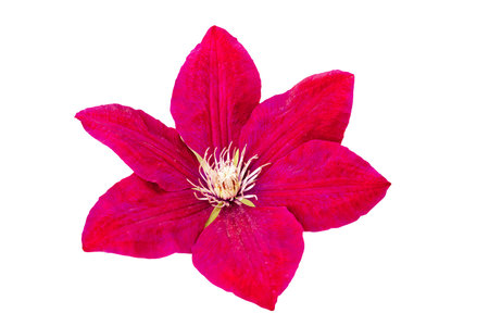 beautiful flower red - Burgundy color isolated on whiteの写真素材