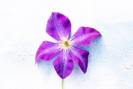 Flower clematis a bright lilac color on white-blue backgroundの写真素材