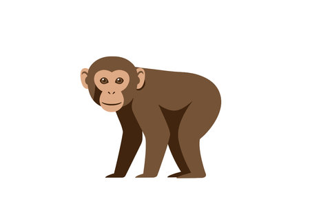 Realistic monkey clipart. This image shows a brown monkey standing on all fours with a neutral expression. Vector illustration design.のイラスト素材