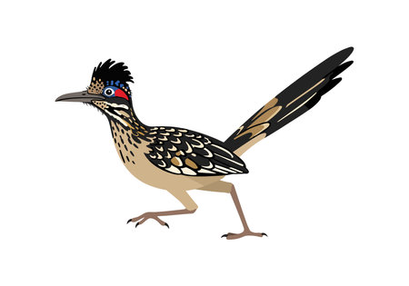 Road runner clipart. This image shows a detailed and colorful depiction of a roadrunner bird. Vector illustration design.のイラスト素材