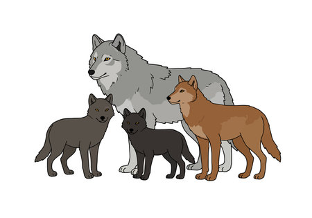 Wolf pack clip art. Four wolves of different colors standing together. Vector illustration design.