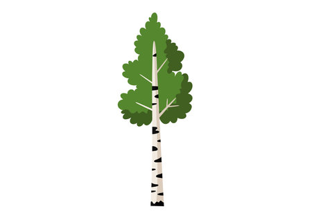 Birch tree clip art. A tall birch tree with green foliage and a white trunk with black markings. Vector illustration design.のイラスト素材