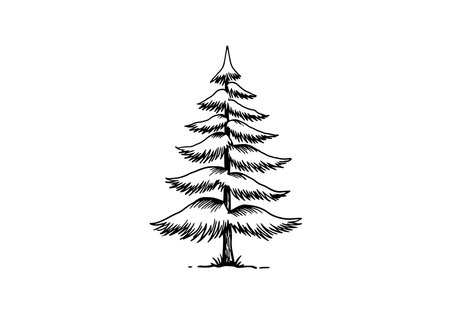 Pine tree drawing. This image shows a simple black and white drawing of a pine tree with distinct layers of branches. Vector illustration design.のイラスト素材