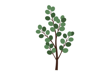 Clip art eucalyptus. This image shows a simple illustration of a eucalyptus plant with round green leaves on brown branches. Vector illustration design.のイラスト素材