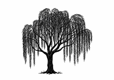 Willow tree black clipart. This image shows a detailed black silhouette of a willow tree with drooping branches and leaves. Vector illustration design.のイラスト素材