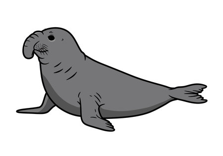 Elephant seal clip art. This image shows a cartoon-style elephant seal with a large nose and flippers. Vector illustration design.のイラスト素材