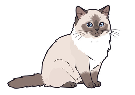Rag Doll Clip Art. A cute Ragdoll cat with blue eyes and a fluffy coat. Vector illustration design.のイラスト素材