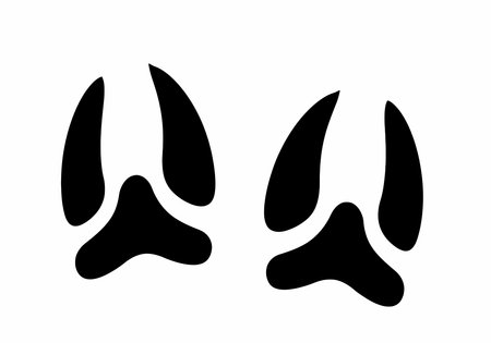 Deer Track Clip Art. This image shows two black deer hoof prints on a white background. Vector illustration design.のイラスト素材