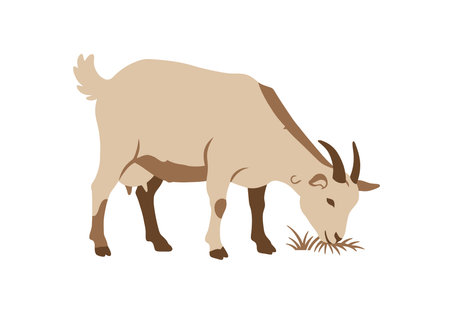 Picture of Goat Clipart. A goat is grazing on grass. Vector illustration design.のイラスト素材