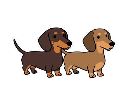 Clip art dachshund dogs. Two dachshund dogs standing side by side. Vector illustration design.のイラスト素材