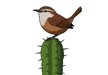 Cactus wren clipart. A brown wren perched on a green cactus with spines and detailed feathers. Vector illustration design.のイラスト素材