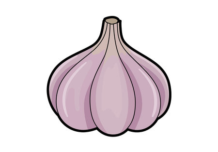 Clipart of garlic. This image shows a garlic bulb with a purple hue and black outlines, emphasizing its fresh and natural appearance. Vector illustration design.のイラスト素材