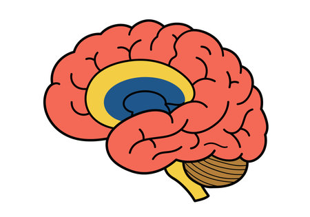 Brain health clipart. This image shows a colorful illustration of a brain with distinct regions highlighted in yellow and blue. Vector illustration design.のイラスト素材
