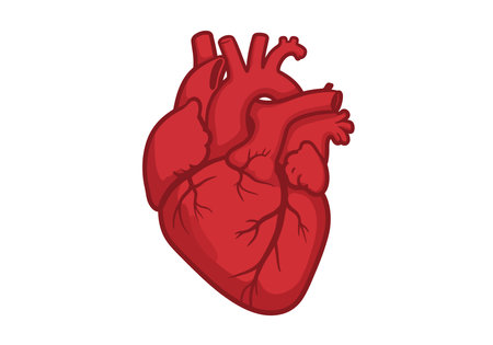Heart clipart realistic. This image shows an anatomically accurate illustration of a human heart with detailed features. Vector illustration design.のイラスト素材