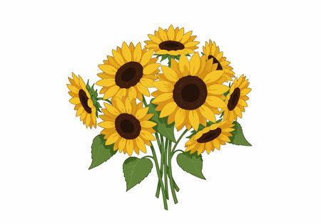 Sunflower bouquet clip art. A vibrant bouquet of sunflowers with lush green leaves, radiating natural beauty and charm. Vector illustration design.のイラスト素材