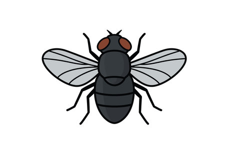 House fly clip art. This image shows a detailed vector illustration of a house fly with grey wings and red eyes. Vector illustration design.のイラスト素材