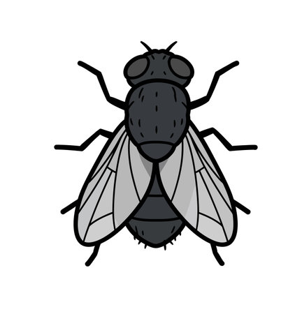 Housefly clipart. This image shows a detailed vector illustration of a housefly with clear wings and segmented body. Vector illustration design.のイラスト素材