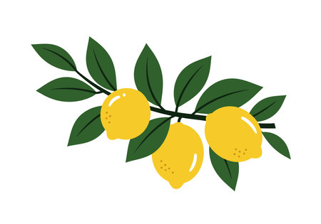 Lemon vine clipart. Three yellow lemons hanging from a vine with green leaves. Vector illustration design.のイラスト素材