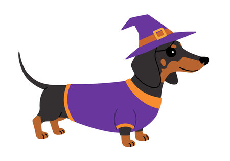 Halloween dachshund clipart. A dachshund wearing a purple witch hat and purple sweater with orange trim. Vector illustration design.のイラスト素材