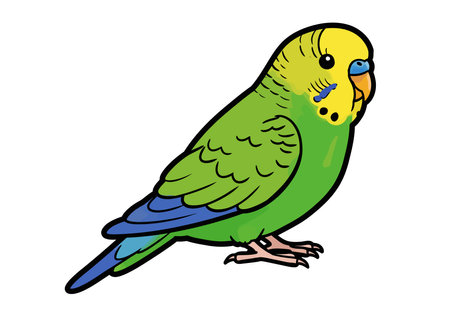 Parakeet clip art. This image shows a colorful parakeet with green, yellow, and blue feathers. Vector illustration design.のイラスト素材