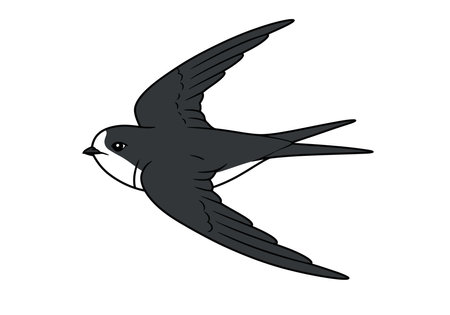 Swift clip art. This image shows a black and white bird in flight with outstretched wings and a forked tail. Vector illustration design.のイラスト素材